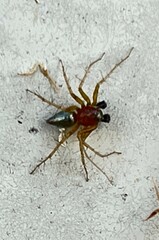 Oxyopes salticus