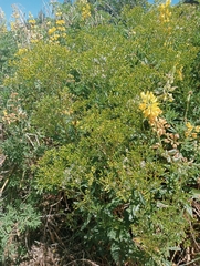 Senecio biserratus