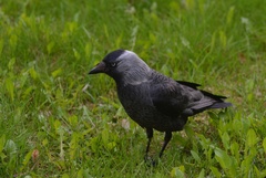 Corvus monedula