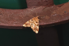 Callopistria juventina