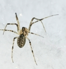 Pityohyphantes phrygianus