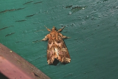 Callopistria juventina