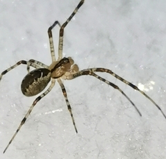 Pityohyphantes phrygianus