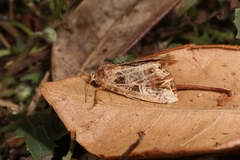 Callopistria juventina