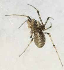 Pityohyphantes phrygianus