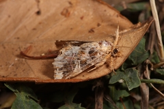 Callopistria juventina