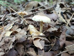 Agrocybe acericola