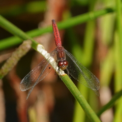 Nannodiplax rubra