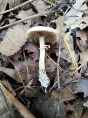 Agrocybe acericola