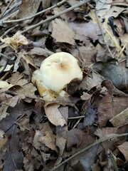 Agrocybe acericola