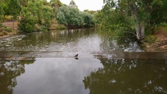 Gallinula tenebrosa tenebrosa