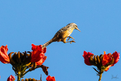 Campylorhynchus zonatus