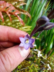 Thelymitra hatchii
