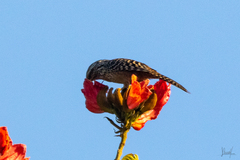 Campylorhynchus zonatus