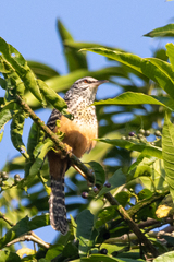 Campylorhynchus zonatus