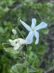 Jasminum angulare