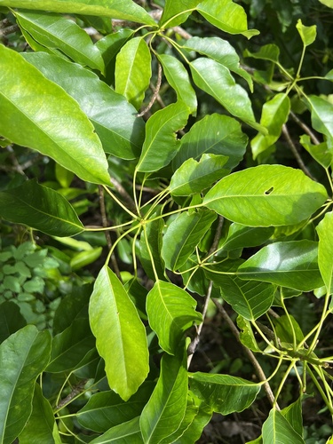 Elaeocarpus floridanus observed 2022-12-27
