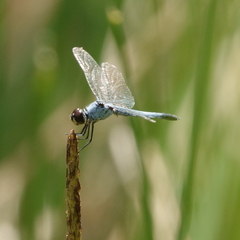 Brachydiplax denticauda