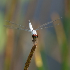 Brachydiplax denticauda