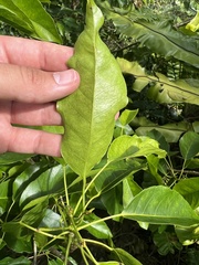 Elaeocarpus floridanus