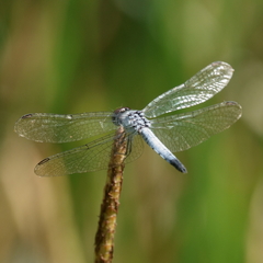 Brachydiplax denticauda