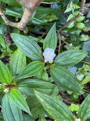 Melastoma denticulatum