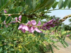 Indigofera cassioides