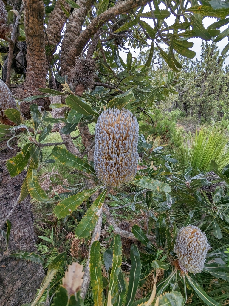 Banksia serrated leaves and old cone