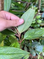 Melastoma denticulatum