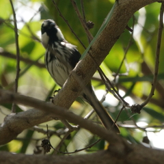 Phylidonyris niger