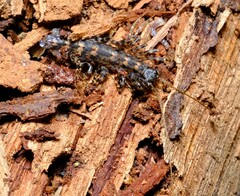 Allothereua maculata