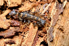 Allothereua maculata