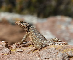 Karusasaurus polyzonus