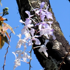 Vanda coerulea