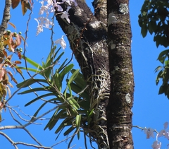 Vanda coerulea
