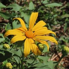 Tithonia