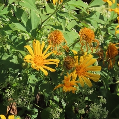 Tithonia