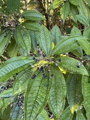 Miconia prasina