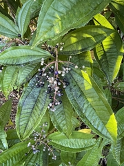 Miconia prasina