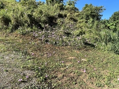 Ipomoea setifera