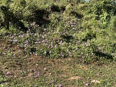Ipomoea setifera