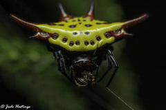Gasteracantha versicolor