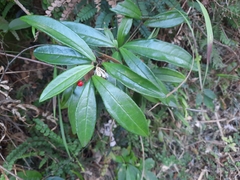 Ardisia lindleyana