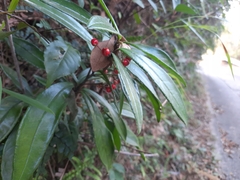 Ardisia lindleyana