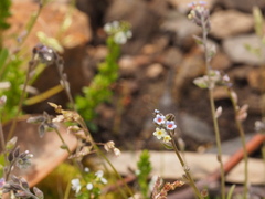 Myosotis discolor