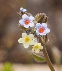 Myosotis discolor
