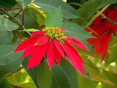 Euphorbia pulcherrima