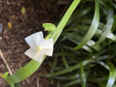Trimezia gracilis