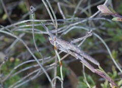 Vandiemenella viatica