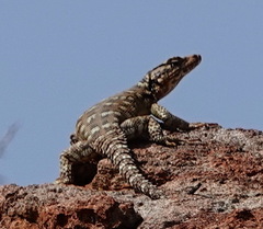 Karusasaurus polyzonus